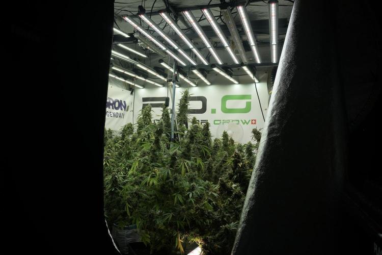 LSD Zamnesia Trippping. Week 13 - room and vibes 