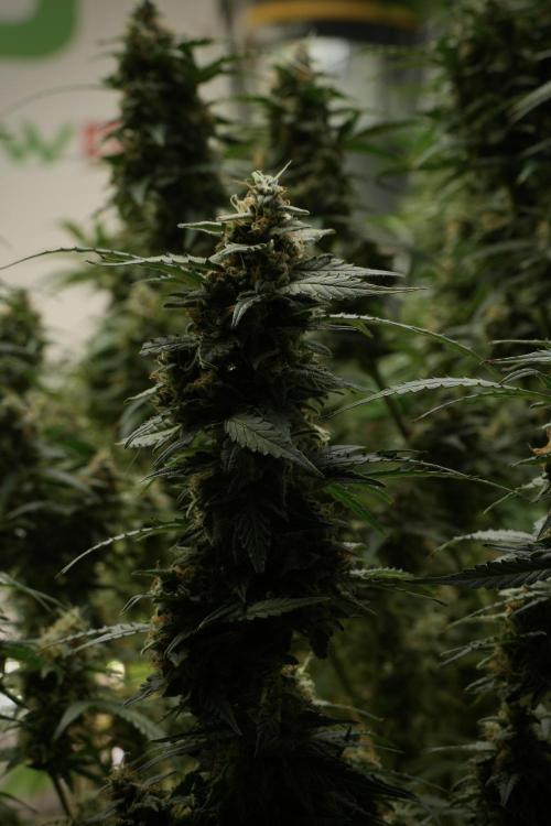 Lemon Cherry Gelato YumYum. Week 13 - Lemon Cherry Gelato no Veg 12-12 from seed