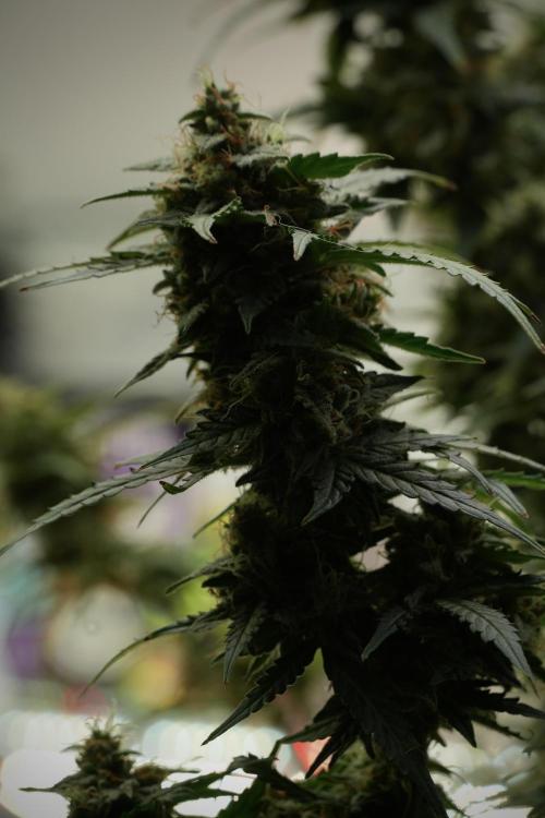 Lemon Cherry Gelato YumYum. Week 13 - Lemon Cherry Gelato no Veg 12-12 from seed