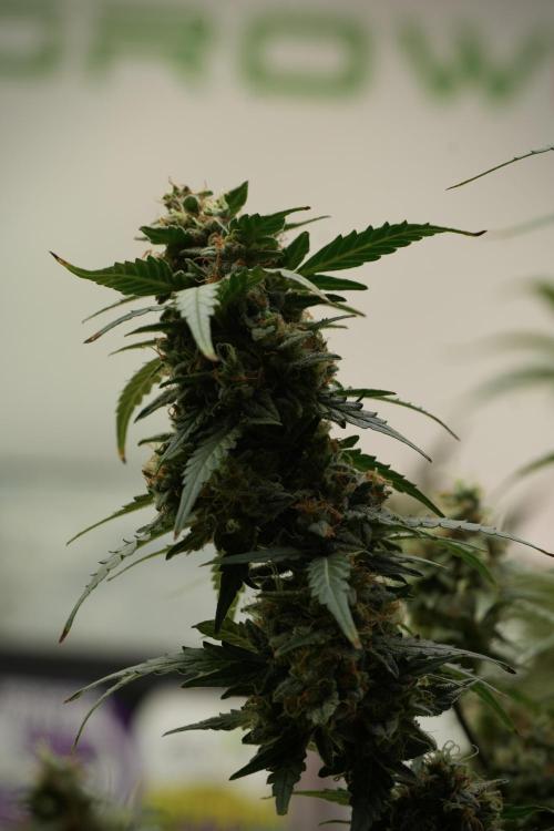 Lemon Cherry Gelato YumYum. Week 13 - Lemon Cherry Gelato no Veg 12-12 from seed