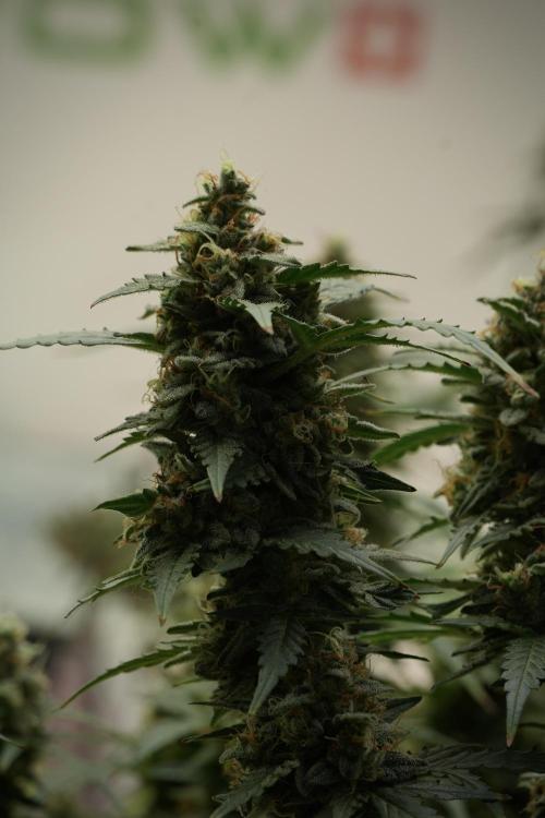 Lemon Cherry Gelato YumYum. Week 13 - Lemon Cherry Gelato no Veg 12-12 from seed