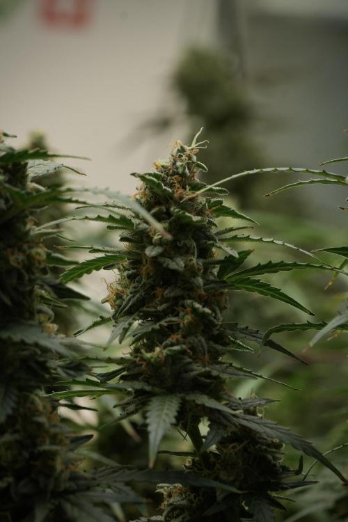 Lemon Cherry Gelato YumYum. Week 13 - Lemon Cherry Gelato no Veg 12-12 from seed