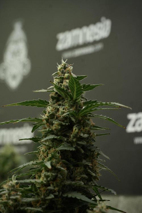 Lemon Cherry Gelato YumYum. Week 13 - Lemon Cherry Gelato no Veg 12-12 from seed