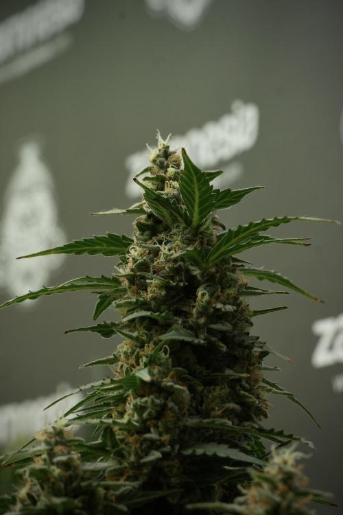 Lemon Cherry Gelato YumYum. Week 13 - Lemon Cherry Gelato no Veg 12-12 from seed