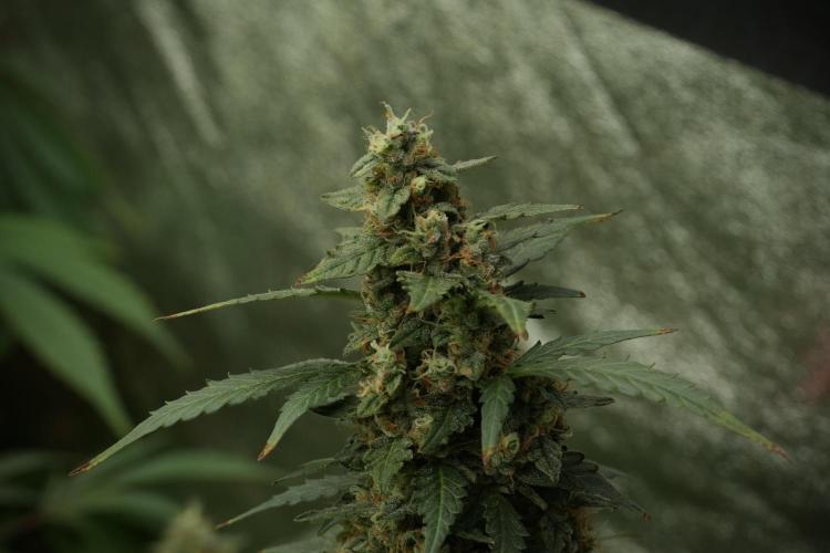 Lemon Cherry Gelato YumYum. Week 13 - Lemon Cherry Gelato no Veg 12-12 from seed