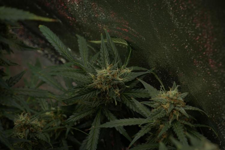 Lemon Cherry Gelato YumYum. Week 13 - Lemon Cherry Gelato no Veg 12-12 from seed