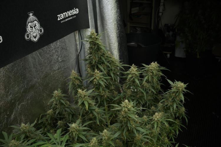Lemon Cherry Gelato YumYum. Week 13 - Lemon Cherry Gelato no Veg 12-12 from seed