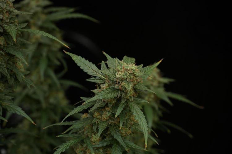 Lemon Cherry Gelato YumYum. Week 13 - Lemon Cherry Gelato no Veg 12-12 from seed
