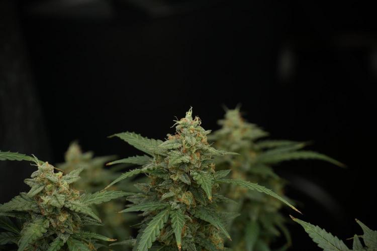 Lemon Cherry Gelato YumYum. Week 13 - Lemon Cherry Gelato no Veg 12-12 from seed