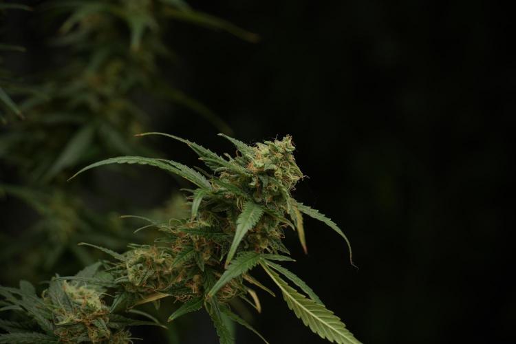 Lemon Cherry Gelato YumYum. Week 13 - Lemon Cherry Gelato no Veg 12-12 from seed