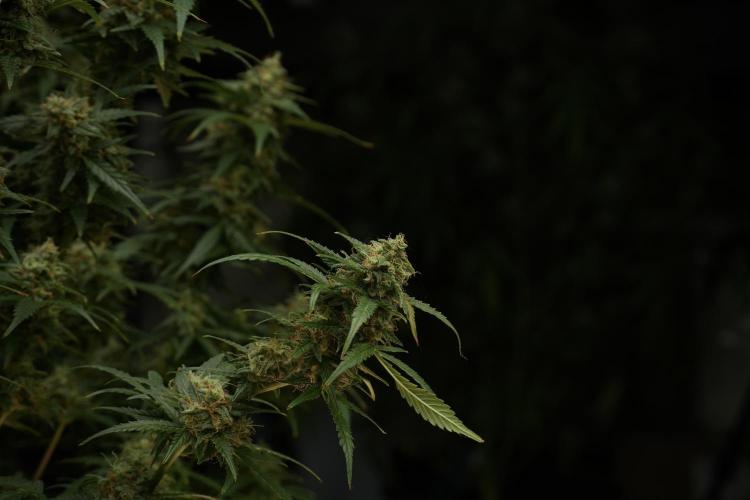 Lemon Cherry Gelato YumYum. Week 13 - Lemon Cherry Gelato no Veg 12-12 from seed
