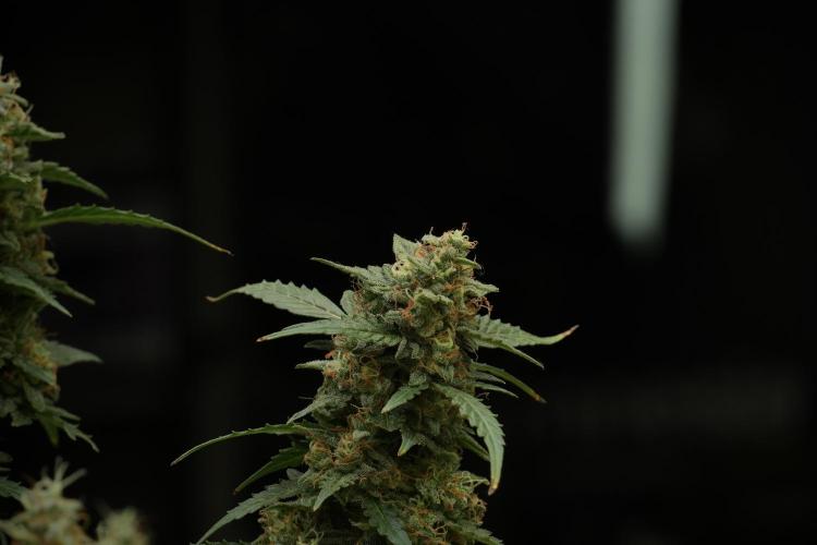Lemon Cherry Gelato YumYum. Week 13 - Lemon Cherry Gelato no Veg 12-12 from seed