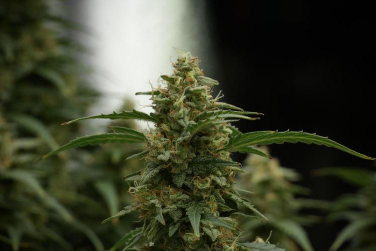 Lemon Cherry Gelato YumYum. Week 13 - Lemon Cherry Gelato no Veg 12-12 from seed