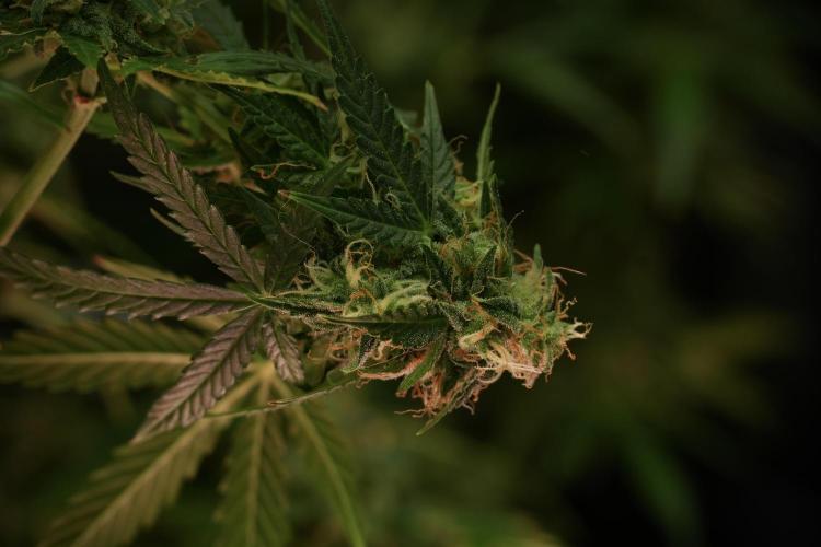 Lemon Cherry Gelato YumYum. Week 13 - Lemon Cherry Gelato no Veg 12-12 from seed
