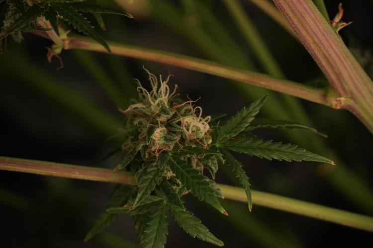 Lemon Cherry Gelato YumYum. Week 13 - Lemon Cherry Gelato no Veg 12-12 from seed