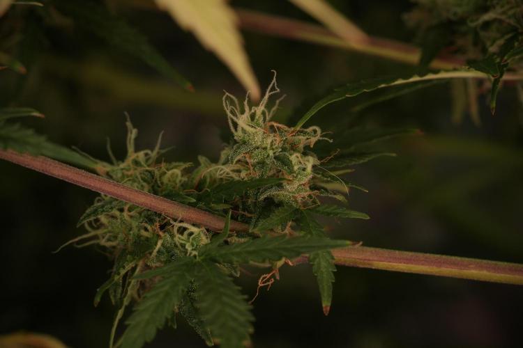 Lemon Cherry Gelato YumYum. Week 13 - Lemon Cherry Gelato no Veg 12-12 from seed