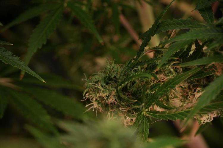 Lemon Cherry Gelato YumYum. Week 13 - Lemon Cherry Gelato no Veg 12-12 from seed