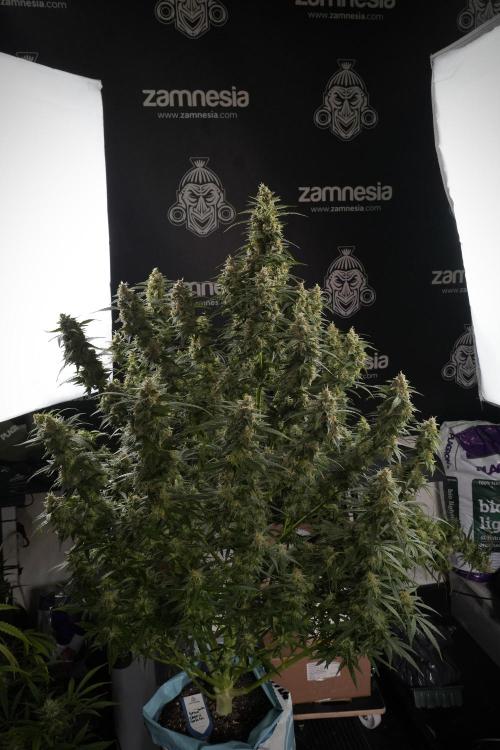 Lemon Cherry Gelato YumYum. Week 13 - Lemon Cherry Gelato no Veg 12-12 from seed