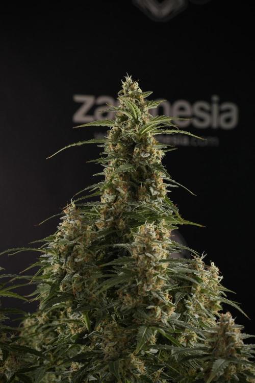 Lemon Cherry Gelato YumYum. Week 13 - Lemon Cherry Gelato no Veg 12-12 from seed