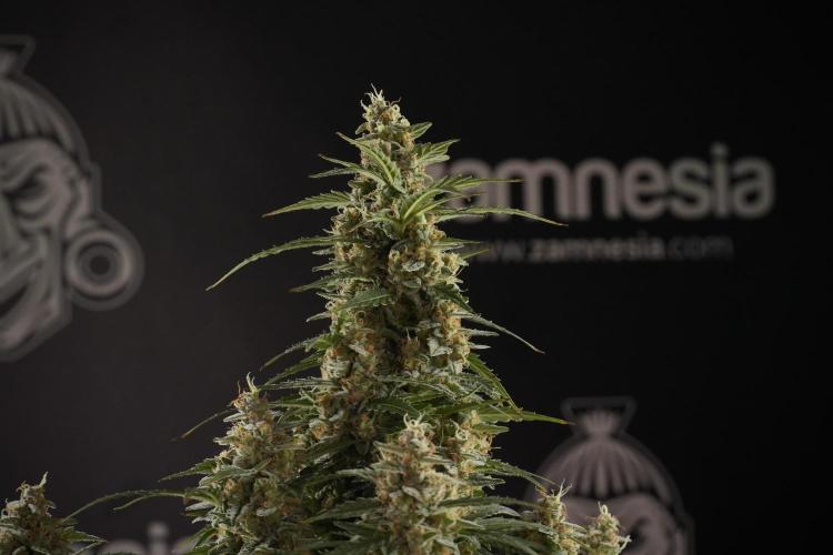 Lemon Cherry Gelato YumYum. Week 13 - Lemon Cherry Gelato no Veg 12-12 from seed
