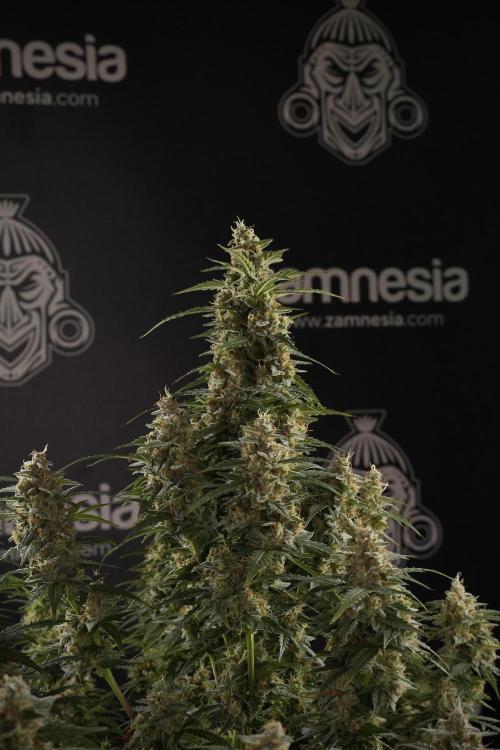 Lemon Cherry Gelato YumYum. Week 13 - Lemon Cherry Gelato no Veg 12-12 from seed