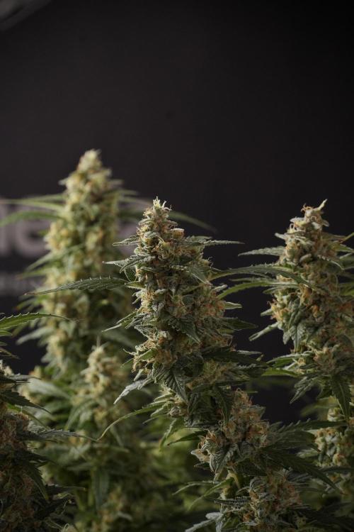 Lemon Cherry Gelato YumYum. Week 13 - Lemon Cherry Gelato no Veg 12-12 from seed