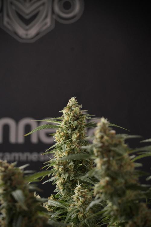 Lemon Cherry Gelato YumYum. Week 13 - Lemon Cherry Gelato no Veg 12-12 from seed