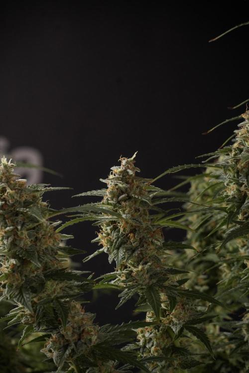 Lemon Cherry Gelato YumYum. Week 13 - Lemon Cherry Gelato no Veg 12-12 from seed