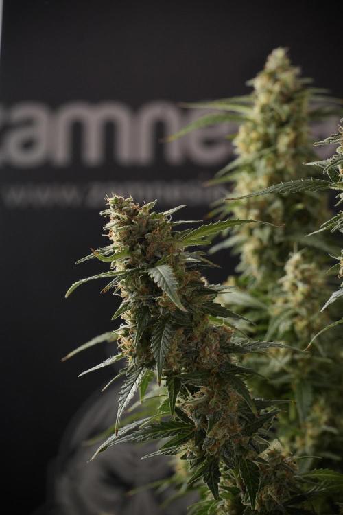 Lemon Cherry Gelato YumYum. Week 13 - Lemon Cherry Gelato no Veg 12-12 from seed