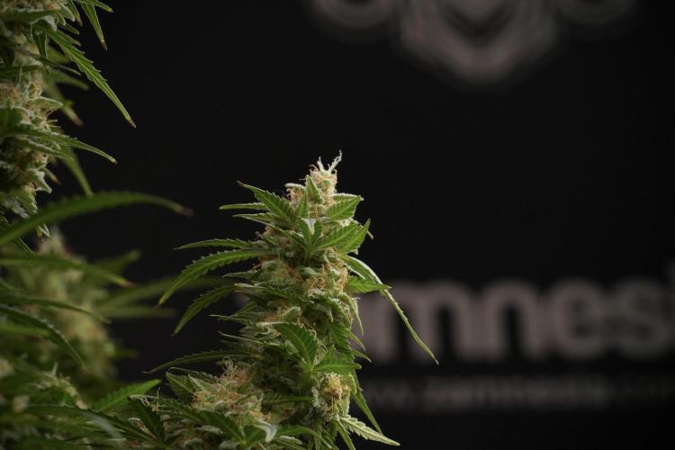 Lemon Cherry Gelato YumYum. Week 13 - Lemon Cherry Gelato no Veg 12-12 from seed