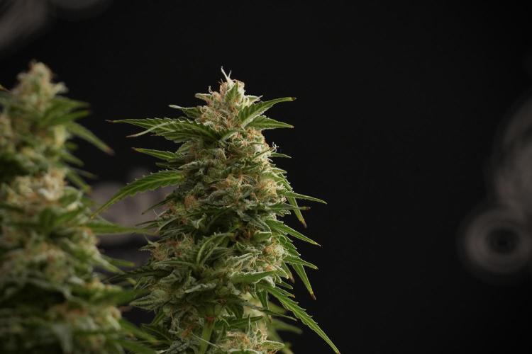 Lemon Cherry Gelato YumYum. Week 13 - Lemon Cherry Gelato no Veg 12-12 from seed