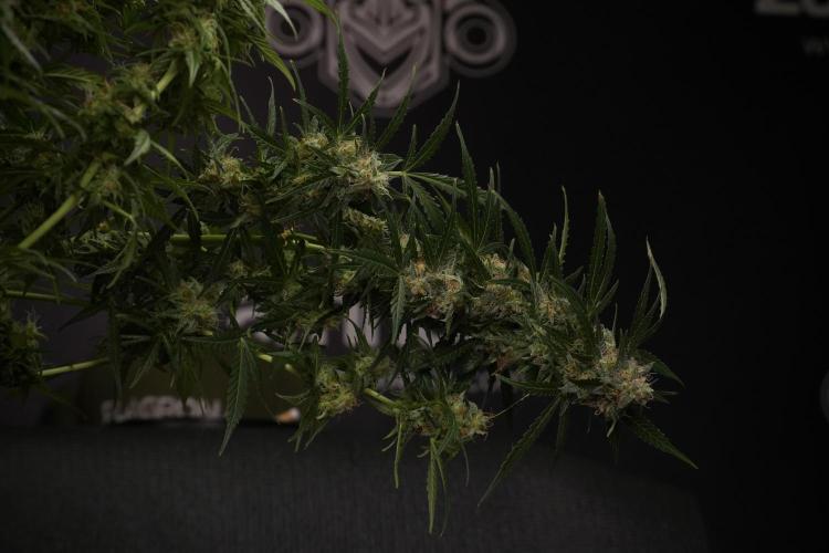 Lemon Cherry Gelato YumYum. Week 13 - Lemon Cherry Gelato no Veg 12-12 from seed