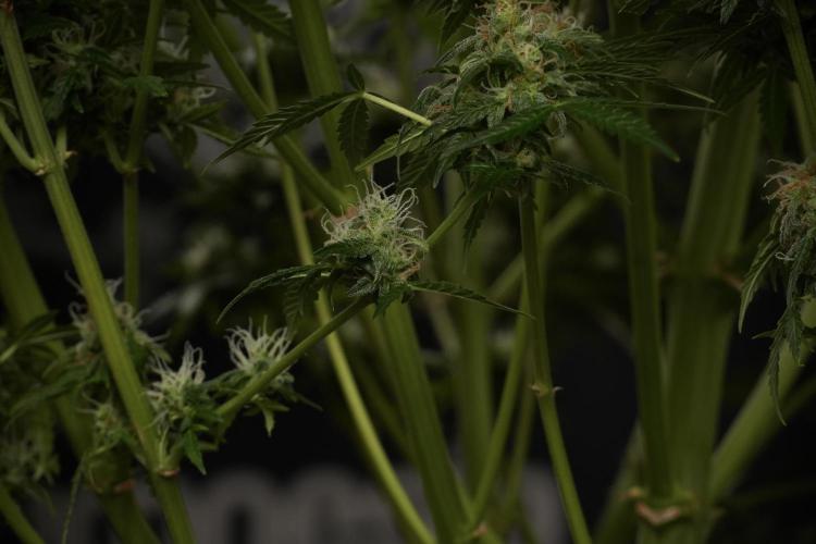Lemon Cherry Gelato YumYum. Week 13 - Lemon Cherry Gelato no Veg 12-12 from seed