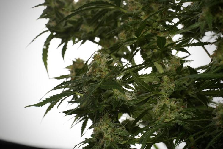 Lemon Cherry Gelato YumYum. Week 13 - Lemon Cherry Gelato no Veg 12-12 from seed