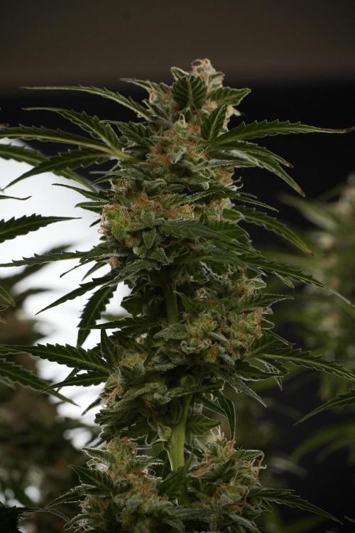 Lemon Cherry Gelato YumYum. Week 13 - Lemon Cherry Gelato no Veg 12-12 from seed