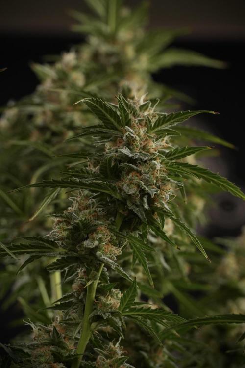 Lemon Cherry Gelato YumYum. Week 13 - Lemon Cherry Gelato no Veg 12-12 from seed
