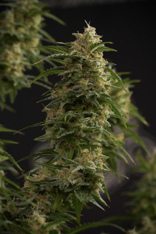 Lemon Cherry Gelato YumYum. Week 13 - Lemon Cherry Gelato no Veg 12-12 from seed