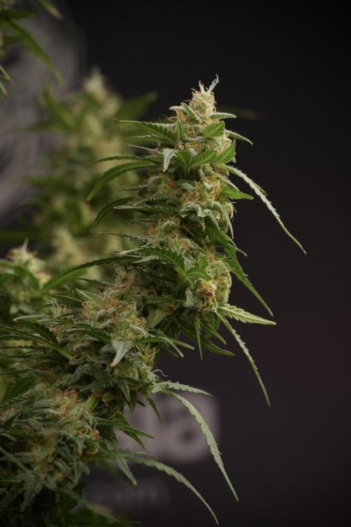 Lemon Cherry Gelato YumYum. Week 13 - Lemon Cherry Gelato no Veg 12-12 from seed