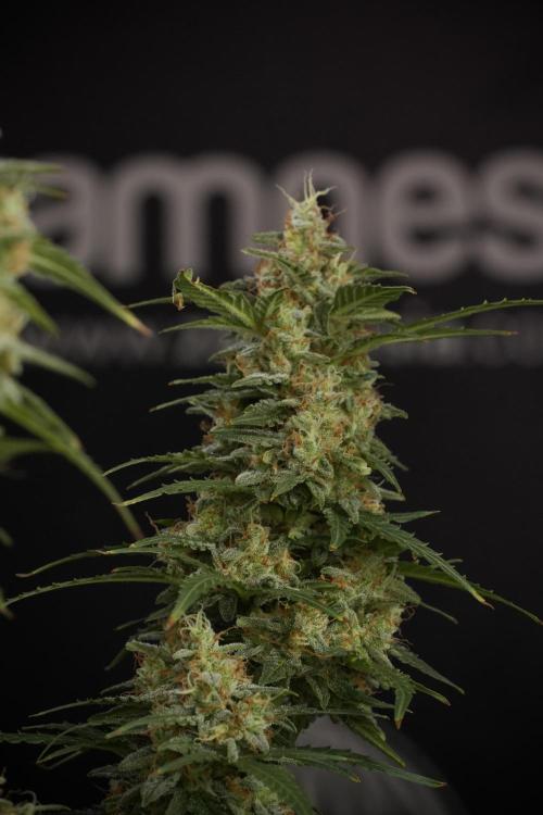 Lemon Cherry Gelato YumYum. Week 13 - Lemon Cherry Gelato no Veg 12-12 from seed