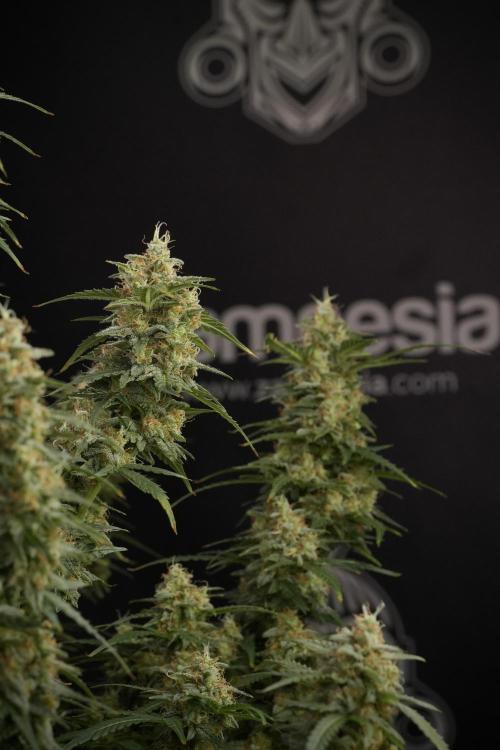 Lemon Cherry Gelato YumYum. Week 13 - Lemon Cherry Gelato no Veg 12-12 from seed