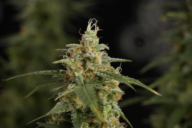 Lemon Cherry Gelato YumYum. Week 13 - Lemon Cherry Gelato no Veg 12-12 from seed