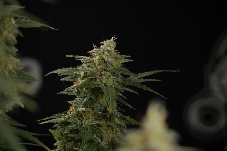 Lemon Cherry Gelato YumYum. Week 13 - Lemon Cherry Gelato no Veg 12-12 from seed