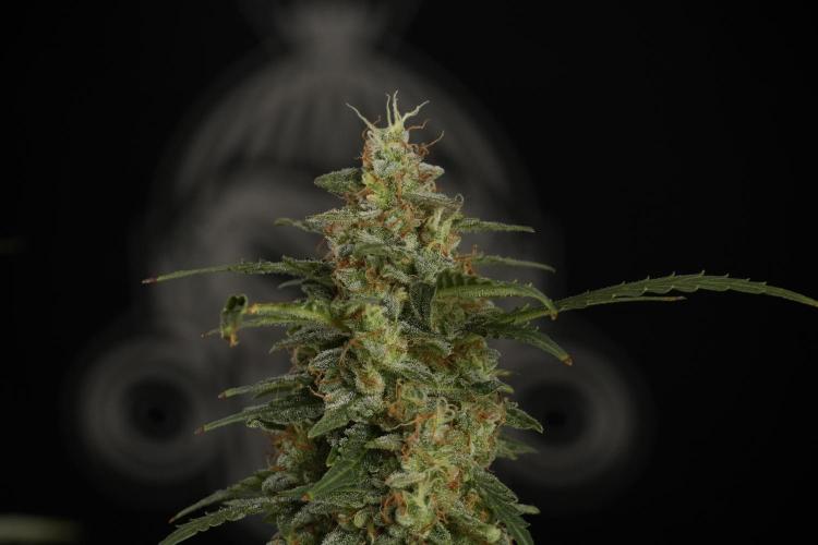 Lemon Cherry Gelato YumYum. Week 13 - Lemon Cherry Gelato no Veg 12-12 from seed
