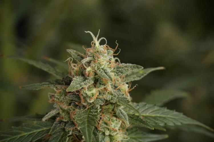 Lemon Cherry Gelato YumYum. Week 13 - Lemon Cherry Gelato no Veg 12-12 from seed