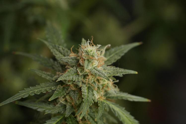 Lemon Cherry Gelato YumYum. Week 13 - Lemon Cherry Gelato no Veg 12-12 from seed