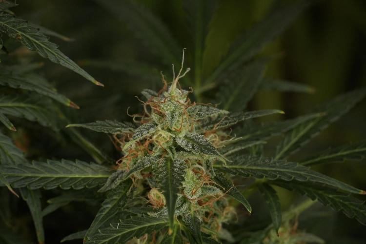 Lemon Cherry Gelato YumYum. Week 13 - Lemon Cherry Gelato no Veg 12-12 from seed