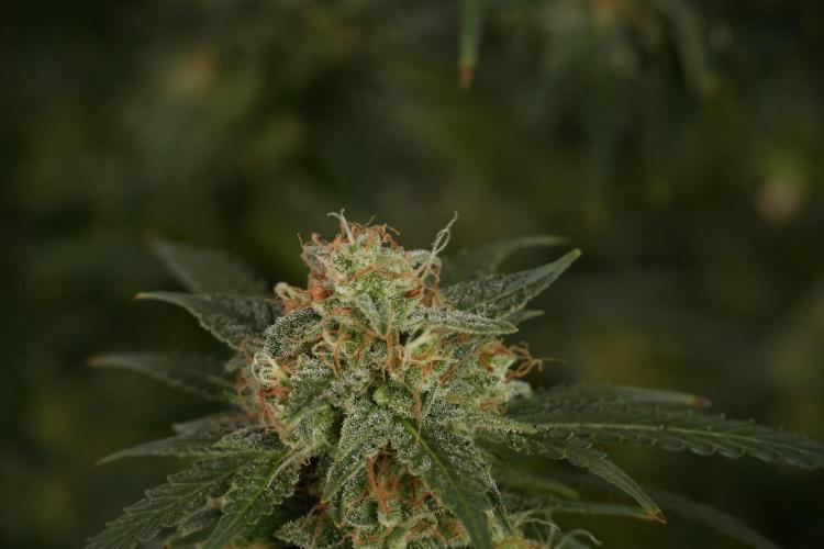 Lemon Cherry Gelato YumYum. Week 13 - Lemon Cherry Gelato no Veg 12-12 from seed