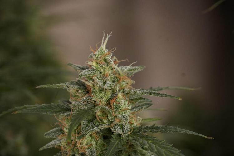 Lemon Cherry Gelato YumYum. Week 13 - Lemon Cherry Gelato no Veg 12-12 from seed