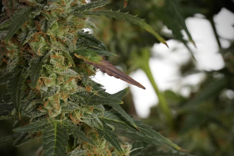 Lemon Cherry Gelato YumYum. Week 13 - Lemon Cherry Gelato no Veg 12-12 from seed