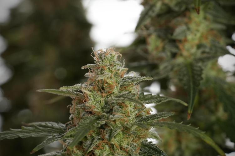 Lemon Cherry Gelato YumYum. Week 13 - Lemon Cherry Gelato no Veg 12-12 from seed